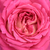 Rosa - bianco - Rose Ibridi di Tea - Tanger